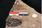 Foto (Detailansicht) von Sequoia hardtii Endl. (NHMW-GEO-2024-0188-8238)